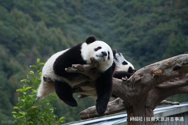 九寨沟报价七日游攻略大全收藏分享PG麻将胡了2试玩四川7天6晚(图2) 九寨沟报价七日游攻略大全收藏分享PG麻将胡了2试玩四川7天6晚(图2)